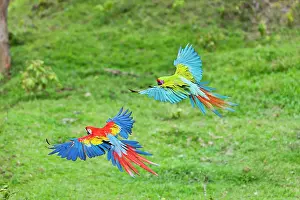 Ambiguus: Scarlet Macaw - flying next to a Great Green Macaw