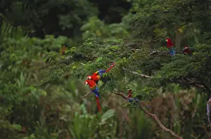 Macaws: Scarlet Macaw and Green Winged Macaws
