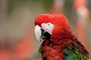 Psittacinae: Scarlet Macaw Hybrid