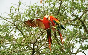 Macao: Scarlet MACAW - two mutual grooming