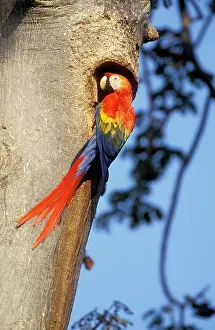 Macao: Scarlet Macaw - At nest