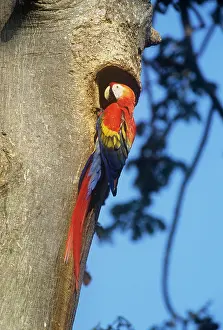 Macao: Scarlet Macaw - at nest