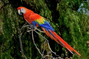 Macao: Scarlet Macaw perched