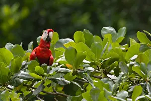 Macao: Scarlet Macaw - Scarlet Macaw perched on a tree