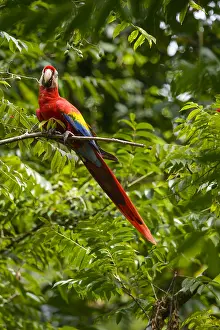 Macao: Scarlet Macaw - Scarlet Macaw perched on a tree