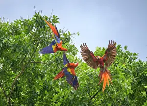 Macaws: Scarlet macaws (Ara macao), Drake Bay, Puntarenas
