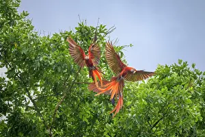 Macaws: Scarlet macaws (Ara macao), Drake Bay, Puntarenas