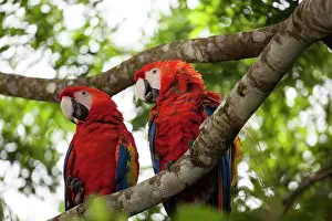 Macaws: Scarlet macaws (Ara macao) wild Chiapas
