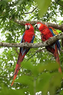 Macaws: Scarlet macaws (Ara macao) wild Chiapas
