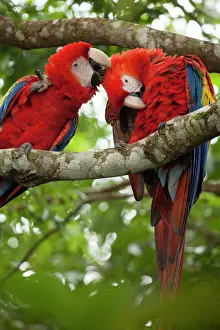 Macaws: Scarlet macaws (Ara macao) wild Chiapas