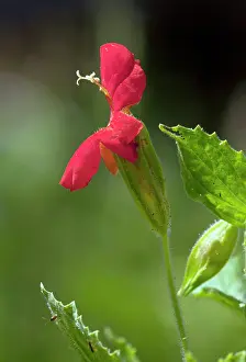 Mimulus: Scarlet monkeyflower - in the wild