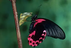 Papilionid: Scarlet Mormon