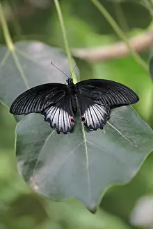 Mormon: Scarlet Mormon Butterfly - resting on leaf