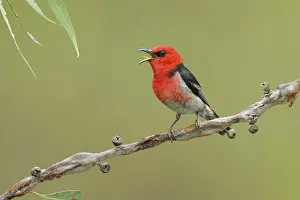 Singing: Scarlet Myzomela (Myzomela sanguinolenta) male singing