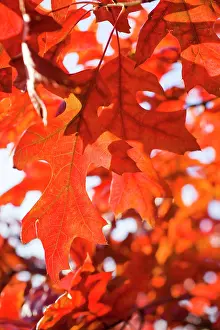 Coccinea: Scarlet Oak Leaves - in autumn colour