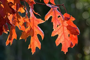 Coccinea: Scarlet Oak Leaves - in autumn colour