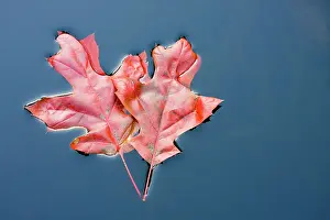 Coccinea: Scarlet Oak Leaves - in autumn colour floating on water