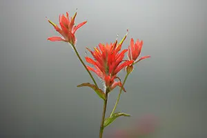 Castilleja: Scarlet Paintbrush