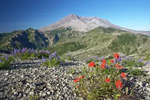 Castilleja: Scarlet Paintbrush - Growing in the ash from the