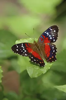 Peacock: Scarlet Peacock Butterfly