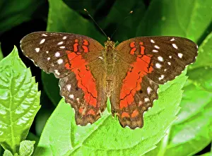 Peacock: Scarlet Peacock Butterfly