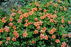 Pimpernel: Scarlet PIMPERNEL