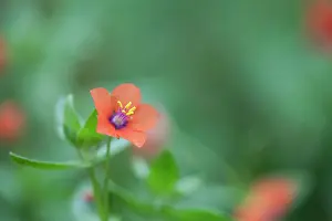 Pimpernel: Scarlet Pimpernel