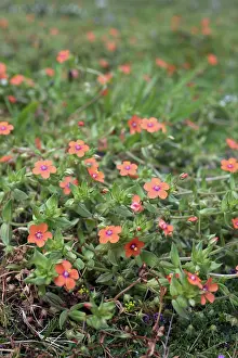 Pimpernel: Scarlet Pimpernel