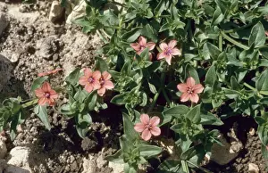 Arvensis: Scarlet Pimpernel