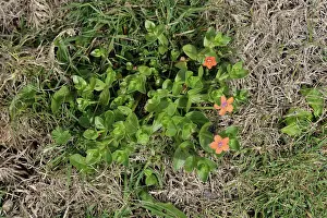 Weed: Scarlet pimpernel