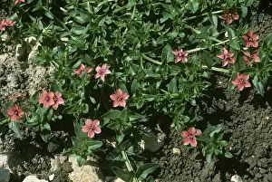 Weed: Scarlet pimpernel