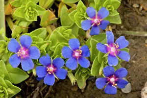 Pimpernel: Scarlet Pimpernel blue form