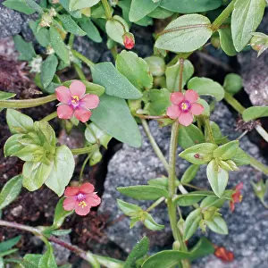 Pimpernel: Scarlet Pimpernel Flower