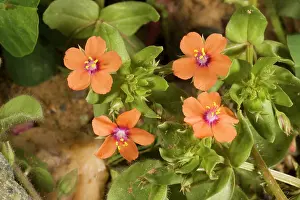 Pimpernel: Scarlet pimpernel - in flower
