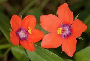 Pimpernel: Scarlet Pimpernel - flowers; used as weather forecaster