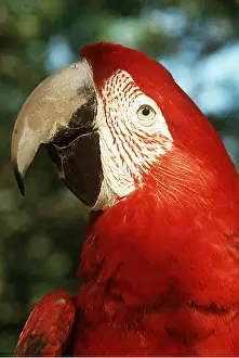 Macaw: Scarlet / Red & Yellow Macaw