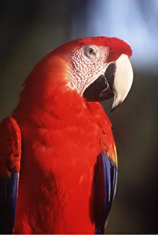 Macaw: Scarlet / Red & Yellow MACAW - Close-up