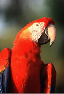 Macaw: Scarlet / Red & Yellow Macaw - close-up