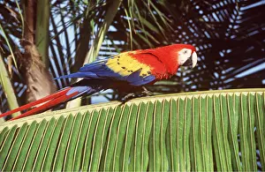 Macaw: Scarlet / Red & Yellow Macaw - on palm