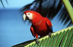 Macaw: Scarlet / Red & Yellow Macaw - on palm