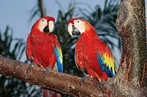Macao: Scarlet / Red & Yellow Macaw - x two, on branch