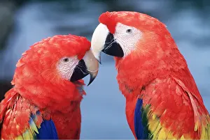 Greeting: Scarlet / Red & Yellow Macaw - x two, close-up of