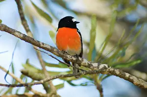 Petroica: Scarlet Robin - male