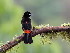 Shade: Scarlet-rumped Tanager (Ramphocelus passerinii)