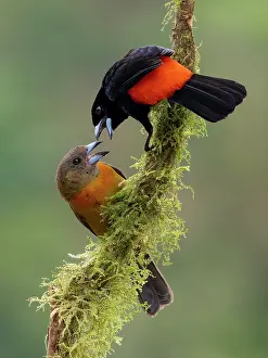 Shade: Scarlet-rumped Tanager (Ramphocelus passerinii)