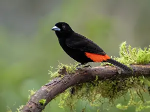 Shade: Scarlet-rumped Tanager (Ramphocelus passerinii)