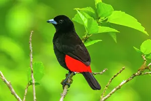 Tanager: The scarlet-rumped tanager (Ramphocelus passerinii) is a