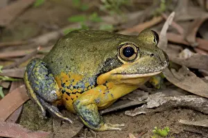 Sided: Scarlet-sided Pobblebonk