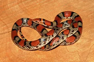 Coccinea: Scarlet Snake (Cemophora coccinea)