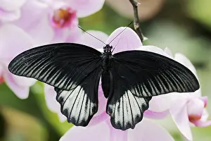 Southeastern: Scarlet Swallowtail (Papilio rumanzovia), male on